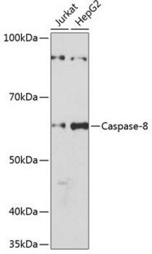 Anti- Caspase-8 antibody produced in rabbit