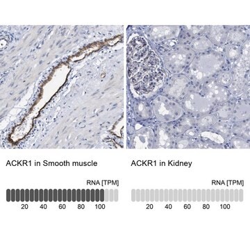 Anti-ACKR1 antibody produced in rabbit Prestige Antibodies&#174; Powered by Atlas Antibodies, affinity isolated antibody, buffered aqueous glycerol solution