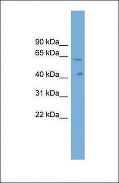 Anti-SLC22A10 antibody produced in rabbit affinity isolated antibody