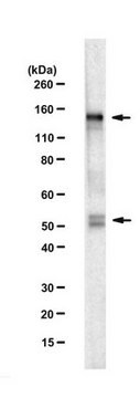 Anti-SREBP-1 Antibody, clone 2A4 clone 2A4, from mouse