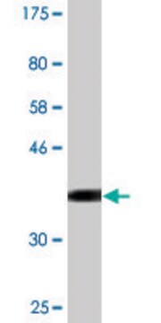 Monoclonal Anti-CCNT2 antibody produced in mouse clone 1H3, purified immunoglobulin, buffered aqueous solution