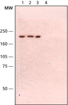 Anti-WRN antibody, Mouse monoclonal clone 195C, purified from hybridoma cell culture