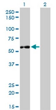 Anti-IMPDH2 Mouse mAb (1E12-B6) liquid, clone 1E12-B6, Calbiochem&#174;