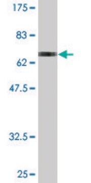 Monoclonal Anti-ENO3 antibody produced in mouse clone 3C6, purified immunoglobulin, buffered aqueous solution