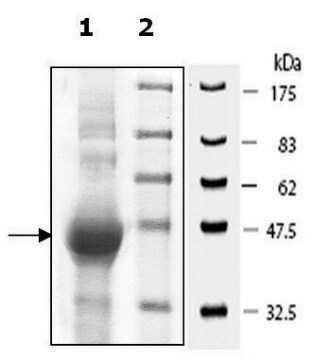 Ataxin3 active human recombinant, expressed in E. coli, &#8805;59% (SDS-PAGE)