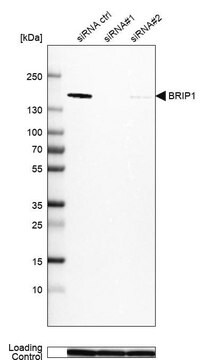 Anti-BRIP1 antibody produced in rabbit Prestige Antibodies&#174; Powered by Atlas Antibodies, affinity isolated antibody, buffered aqueous glycerol solution