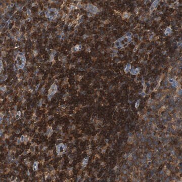 Anti-TSC22D4 antibody produced in rabbit Prestige Antibodies&#174; Powered by Atlas Antibodies, affinity isolated antibody, buffered aqueous glycerol solution