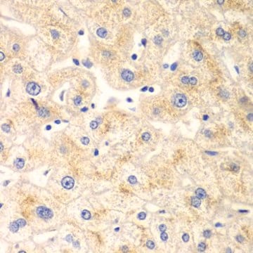 Anti-DRP1 antibody produced in rabbit