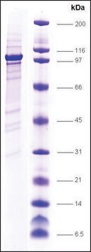 Topo I (Y723F) (mt Y723F) human recombinant, expressed in insect cells, &#8805;80% (SDS-PAGE)