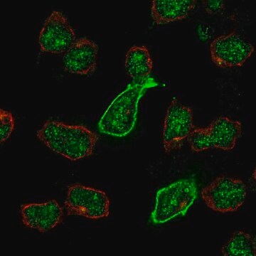 Anti-GRIK5 antibody produced in rabbit Prestige Antibodies&#174; Powered by Atlas Antibodies, affinity isolated antibody