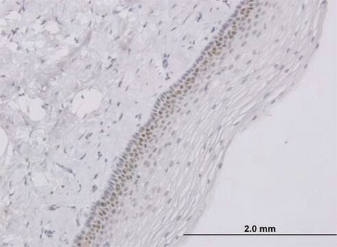 Monoclonal Anti-TFAP4 antibody produced in mouse clone 6B1, purified immunoglobulin, buffered aqueous solution