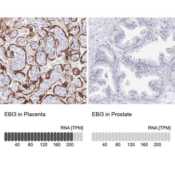 Anti-EBI3 antibody produced in rabbit Prestige Antibodies&#174; Powered by Atlas Antibodies, affinity isolated antibody, buffered aqueous glycerol solution