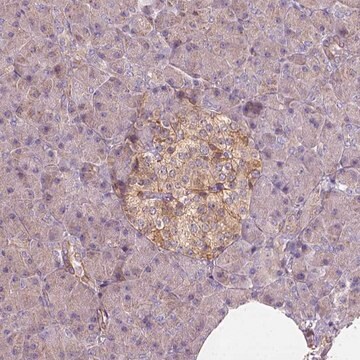 Anti-GPRC5D antibody produced in rabbit Prestige Antibodies&#174; Powered by Atlas Antibodies, affinity isolated antibody, buffered aqueous glycerol solution