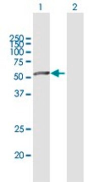 Anti-SIGLEC6 antibody produced in mouse purified immunoglobulin, buffered aqueous solution