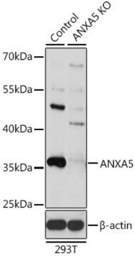 Anti-ANXA5 antibody produced in rabbit