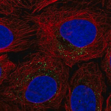 Anti-ROS1 antibody produced in rabbit Prestige Antibodies&#174; Powered by Atlas Antibodies, affinity isolated antibody