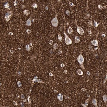 Anti-VCAN antibody produced in rabbit Prestige Antibodies&#174; Powered by Atlas Antibodies, affinity isolated antibody, buffered aqueous glycerol solution