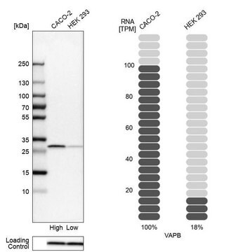 Anti-VAPB antibody produced in rabbit Prestige Antibodies&#174; Powered by Atlas Antibodies, affinity isolated antibody, buffered aqueous glycerol solution