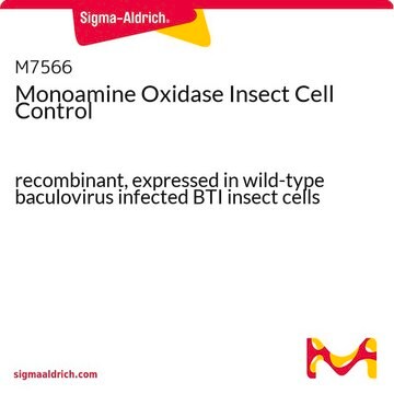 Monoamine Oxidase Insect Cell Control recombinant, expressed in wild-type baculovirus infected BTI insect cells