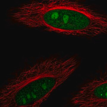 Anti-DDX23 antibody produced in rabbit Prestige Antibodies&#174; Powered by Atlas Antibodies, affinity isolated antibody