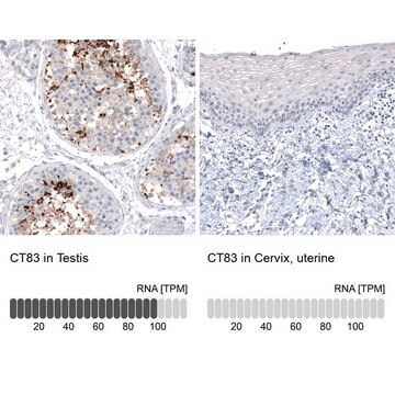 Monoclonal Anti-CT83 antibody produced in mouse Prestige Antibodies&#174; Powered by Atlas Antibodies, clone CL4762, purified immunoglobulin