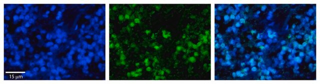 Anti-HSPA8 affinity isolated antibody