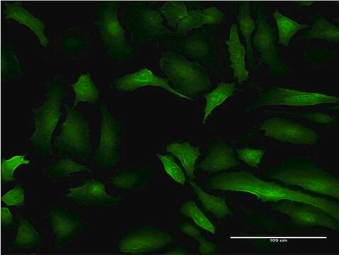 Monoclonal Anti-S100A10 antibody produced in mouse clone 3E10, purified immunoglobulin, buffered aqueous solution