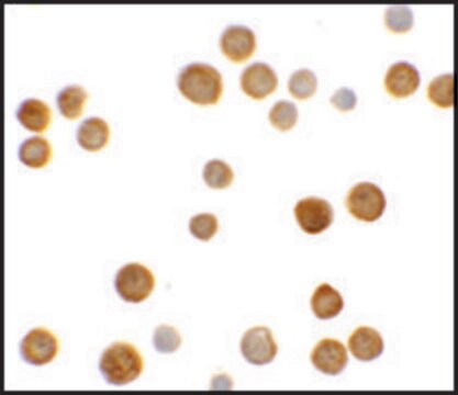 Anti-C2orf40 antibody produced in rabbit affinity isolated antibody