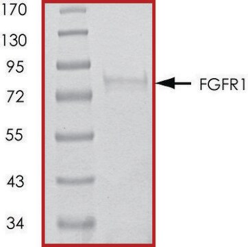 FGFR1 (V561M), active, GST tagged human PRECISIO&#174;, recombinant, expressed in baculovirus infected Sf9 cells, &#8805;70% (SDS-PAGE), buffered aqueous glycerol solution