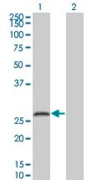 Monoclonal Anti-SNAP25 antibody produced in mouse clone 4A3, purified immunoglobulin, buffered aqueous solution