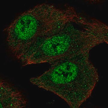 Anti-SMOX antibody produced in rabbit Prestige Antibodies&#174; Powered by Atlas Antibodies, affinity isolated antibody