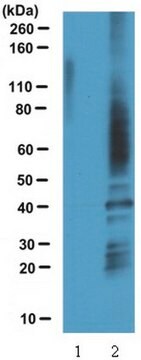 Anti-Sulfenic Acid Modified Cysteine (2-Thiodimedone-Specific Ig) Antibody serum, from rabbit