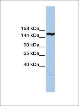 Anti-CASP8AP2 antibody produced in rabbit affinity isolated antibody