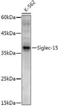 Anti-Siglec-15 Antibody, clone 10Z6B8, Rabbit Monoclonal