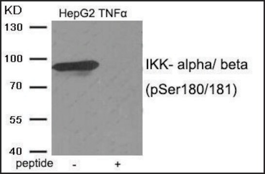 Anti-phospho-IKK-&#945;/&#946; (pSer180/181) antibody produced in rabbit affinity isolated antibody