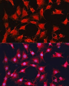 Anti-mTOR antibody produced in rabbit