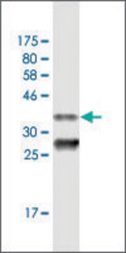 Monoclonal Anti-PEX3, (C-terminal) antibody produced in mouse clone 3C2, purified immunoglobulin, buffered aqueous solution