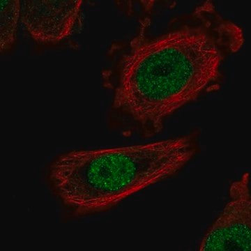 Anti-ZHX1 antibody produced in rabbit Prestige Antibodies&#174; Powered by Atlas Antibodies, affinity isolated antibody