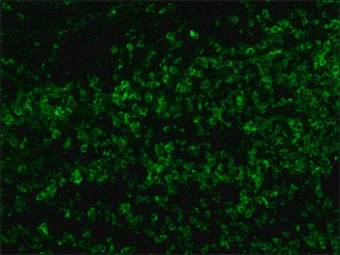 Anti-Human Polyvalent Immunoglobulins (whole molecule)&#8722;FITC antibody produced in rabbit IgG fraction of antiserum, buffered aqueous solution