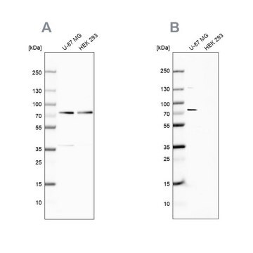 Anti-OPTN antibody produced in rabbit Ab2, Prestige Antibodies&#174; Powered by Atlas Antibodies, affinity isolated antibody, buffered aqueous glycerol solution