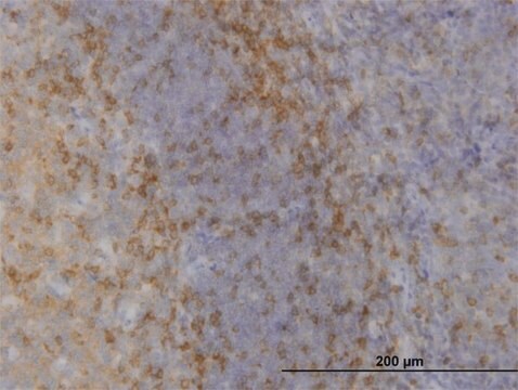 Monoclonal Anti-MAPK12, (C-terminal) antibody produced in mouse clone 1G4, purified immunoglobulin, buffered aqueous solution