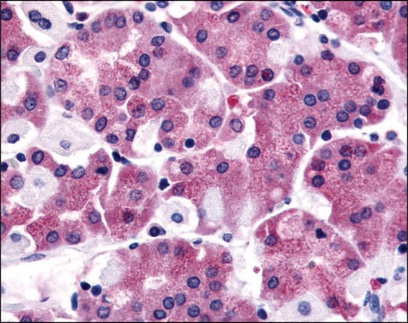 抗SLC7A11抗体 ウサギ宿主抗体 affinity isolated antibody