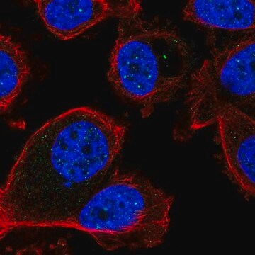 Anti-FBXL3 antibody produced in rabbit Prestige Antibodies&#174; Powered by Atlas Antibodies, affinity isolated antibody