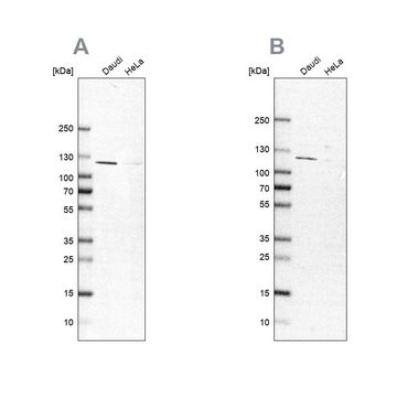 Anti-LEMD3 antibody produced in rabbit Prestige Antibodies&#174; Powered by Atlas Antibodies, affinity isolated antibody