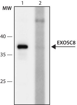 Anti-EXOSC8 (7-18) antibody produced in rabbit IgG fraction of antiserum