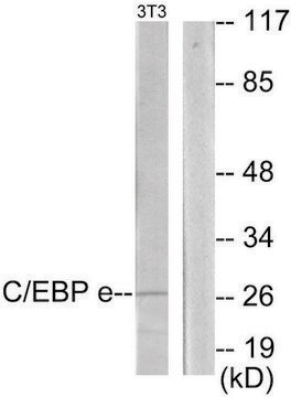 Anti-CEBPE antibody produced in rabbit affinity isolated antibody