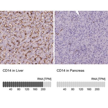 モノクローナル抗CD14抗体 マウス宿主抗体 Prestige Antibodies&#174; Powered by Atlas Antibodies, clone CL1637, purified immunoglobulin, buffered aqueous glycerol solution