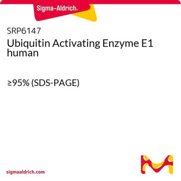 Ubiquitin Activating Enzyme E1 human &#8805;95% (SDS-PAGE)