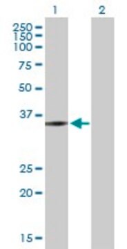 Anti-ZMYND12 antibody produced in mouse purified immunoglobulin, buffered aqueous solution