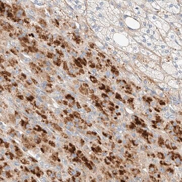 Anti-KCNH5 antibody produced in rabbit Prestige Antibodies&#174; Powered by Atlas Antibodies, affinity isolated antibody, buffered aqueous glycerol solution